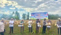Panen Raya Jagung